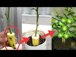 Banana Natural Rooting Hormone Youtube How To Grow Lemon Rooting Hormone Banana
