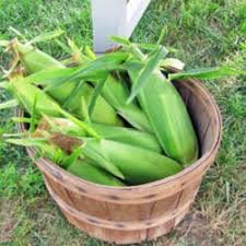 Many types of houseplant bugs piggyback their way into your house from the nursery. Corn Diseases Insects And Pests Garden Org