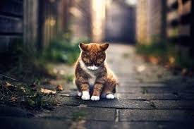 22 Ide Cat Wallpaper Terbaik Wallpaper Kucing Kucing Putih Gambar Anjing