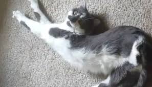 Scooter Paralyzed Cat Found As A Stray Always On The Go Video Cattime