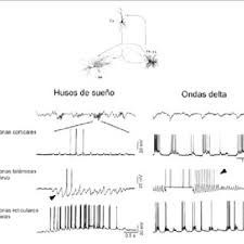 Husos architects madrid based studio working between spain and colombia🕑🕞. Mecanismo De Generacion De Los Husos De Sueno Y De Las Ondas D Del Eeg Download Scientific Diagram