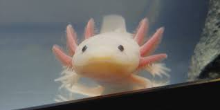Maybe you would like to learn more about one of these? Axolotls Can Regrow Almost Any Part Of Their Body