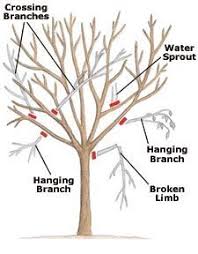 See full list on wikihow.com How To Prune Trees And Shrubs Pruning Apple Trees Pruning Fruit Trees Tree Pruning