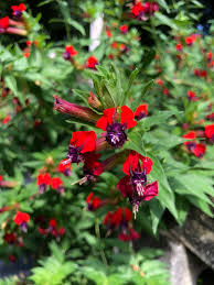 Image result for Cuphea llavea