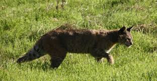 At first i thought it was people. Bobcat Ovlc Ovlc
