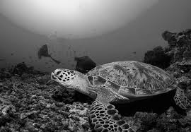 Download pdf indo tuan wade : Https Www Traffic Org Site Assets Files 11344 Marine Wildlife Protection Legislation In Asean Pdf
