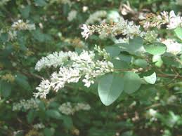 Image result for Ligustrum sinense