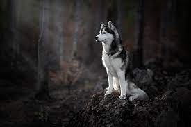 Gambar Anjing Husky Keren Hd Dari Koleksi Berbagai Gambar Anjing Siberian Husky Siberian Husky Husky Dogs Husky