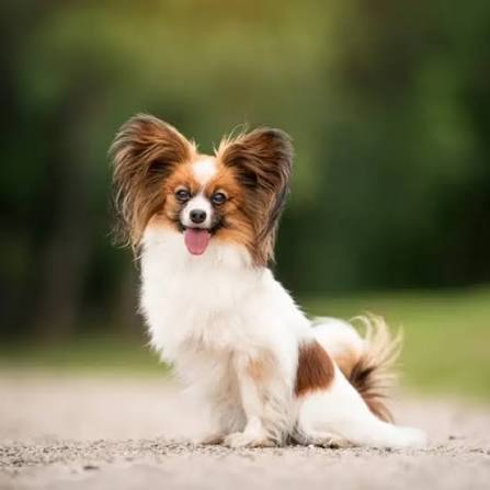 All about Papillon dog breed