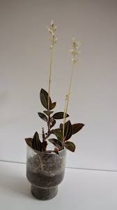 We did not find results for: Ludisia Orchid Care Tips For Growing Jewel Orchids Jewel Orchid Jewel Orchids Orchid Care