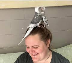 Lost budgie Peppi in Angaston, South Australia