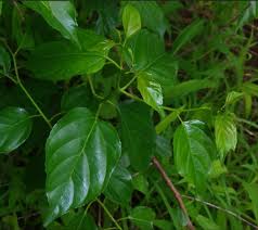 Image result for Colubrina asiatica