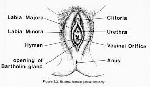 The uterus, which hosts the developing fetus, produces vaginal and uterine secretions, and. Http Www Ansci Wisc Edu Jjp1 As434 Powerpoint Fa07 Lec25 07 Pdf