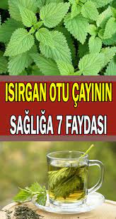 Isirgan Otu Cayinin Sagliga 7 Faydasi Sosyolife Net Otlar Sifali Otlar Tibbi Bitkiler