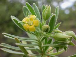 Image result for Suriana maritima