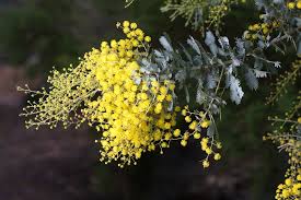 Image result for Acacia dealbata