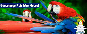 Néctar, raíces, frutas el venado cola blanca es un símbolo nacional de honduras, estos venados son de tamaño mediano, tiene patas largas y espalda lisa, su cabeza es. Miambiente V Twitter Ave Nacional De Honduras Es La Guacamaya Roja Comunmente Llamada Guara Roja Su Nombre Cientifico Es Ara Macao Http T Co 7579e1sjxk Twitter