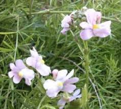 Image result for Nemesia zimbabwensis