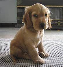 Golden Cocker Spaniel Puppy English Cocker Spaniel Puppies Cocker Spaniel Puppies Miniature Cocker Spaniel