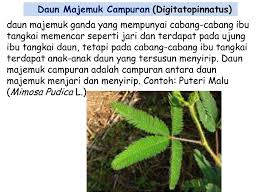 Ajak anak ketemu sofia the first akhir pekan ini lifestyle. Daun Majemuk Ppt Download