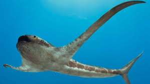 The story of ray charles (played by jamie foxx), music legend. An Ancient Shark S Weird Fins Helped It Glide Like A Manta Ray Science News