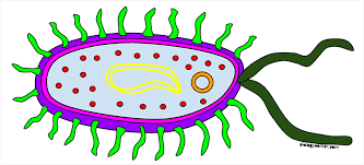 By marina albornon november 17, 2020in free printable worksheets195 views. Prokaryote The Biology Corner