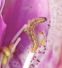 Image result for Eupithecia pulchellata