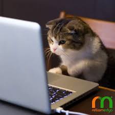 Kediler Gunu Kutlu Olsun Internationalcatday Cat Kedilergunu Kedilergunukutluolsun Teknoloji Tasarim Rella Rellamedya Kedi Teknoloji Tasarim