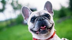 Y para festejar te compartimos algunos datos interesantes del perro más emblemático de méxico: Hodysmoyjhiaqm