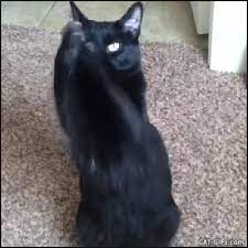 Cat Gif Hungry Desperate Black Cat Standing Up Begging For Treats Crazy Cats Best Cat Gifs Cat Gif