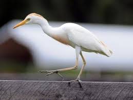 White Birds With Yellow Feathers On Head Species Photo Viewer Bird Life List Cattle Bird Species