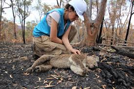 > don't refreeze thawed food. Scientists Find Burnt Starving Koalas Weeks After The Bushfires