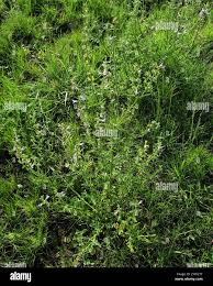 Image result for Salvia stenophylla