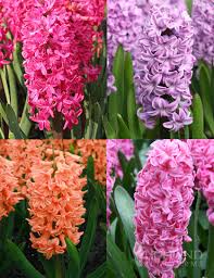 Image result for Hyacinth Red 2016 B