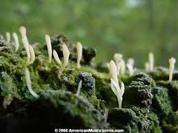 Image result for Multiclavula mucida