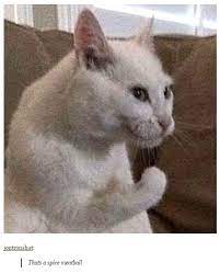 Mama Mia That S A Spicy Meatball Cats Know Your Meme