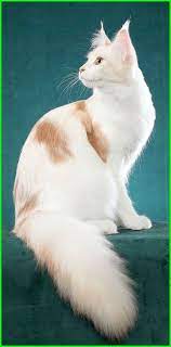 Hmm, rasanya kamu terlalu meremehkan kelucuan kucing. Gambar Kucing Lucu Imut Dan Paling Menggemaskan Sedunia Gambar Kucing Lucu Kucing Kucing Lucu