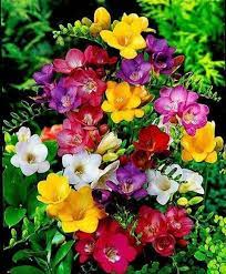 The perfect gifts and flowers, whether it's a special day or any day. 2017 03 18 12 44 44 Beautiful Flowers Freesia Flowers Bulb Flowers