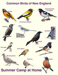 How Many Species Of Birds In Uk A Selection Of Pins About