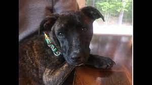 Our local pet adoption experts are your guides to successful companion adoptions. Maine Local Dogs Rescue Puerto Rico Adoption Animals Newscentermaine Com