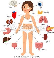 The most basic unit is the cell; Girl Internal Organs Female Human Internal Organs On Girl Body Infographic Diagram For Childrens Education Vector Canstock