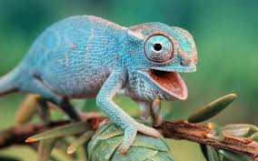 Owls are animals with large bulging eyes, known for their stark copper coloring. 5 Animals That Have Amazing Vision Kiwireport