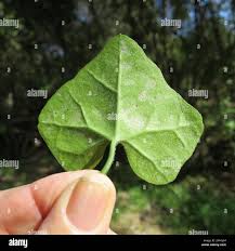 Image result for Kedrostis foetidissima