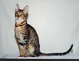 The most distinctive feature of the ojos azules cat has to been its deep blue eyes. Meet 5 Of The World S Rare Cat Breeds Catster