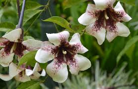 Image result for Rothmannia longiflora