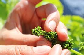 Image result for Lobesia botrana grapevine