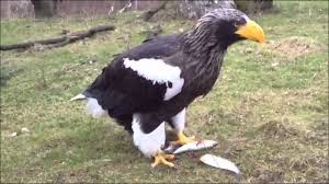 Jul 02, 2021 · alphenaar is slordig met zijn afvalpasje: Lekker Maaltje Voor Steller Zeearend In Diergaarde Blijdorp Snacktime Steller S Sea Eagle Youtube