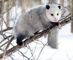 Virginia Opossum Fact Sheet C S W D Opossum Facts Bizarre Animals Opossum