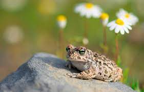 Tons of awesome toad wallpapers to download for free. Wallpaper Macro Flowers Stone Frog Chamomile Toad Images For Desktop Section Makro Download