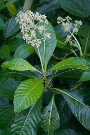 Image result for Psychotria moninensis